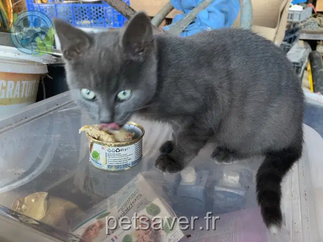 Katze lost 39130 Pont-de-Poitte Mioumiou