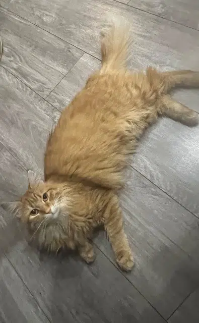 chatte lost   39000 Lons-le-Saunier Nala