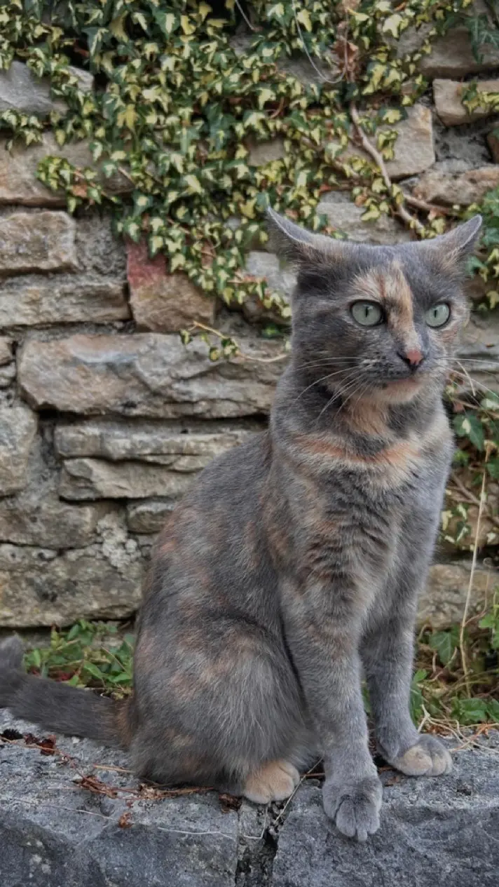 Chatte Perdue 39 Jura - Paillette Chatte Perdue 39 Jura - Paillette