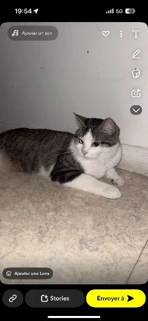 chatte lost   39000 Lons-le-Saunier Pammuk