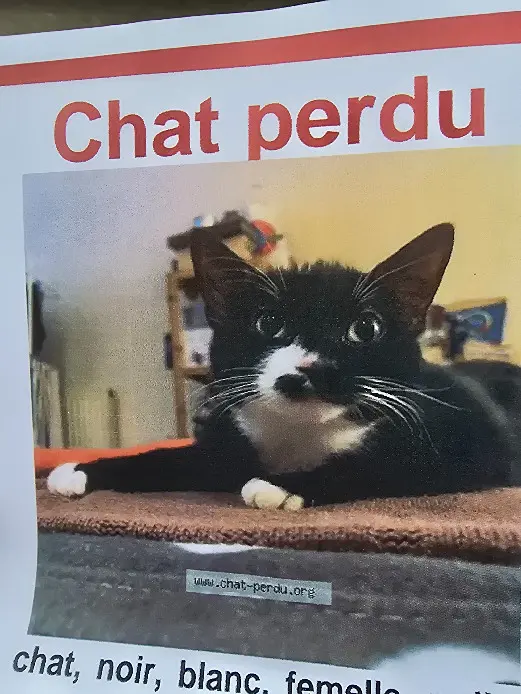 Chatte Perdue 39 Jura Poligny - Tokyo Chatte Perdue 39 Jura Poligny - Tokyo