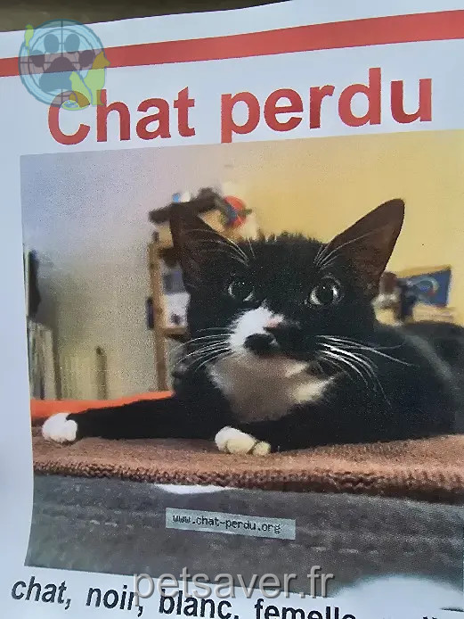 Chatte Perdue 39 Jura Poligny - Tokyo Chatte Perdue 39 Jura Poligny - Tokyo