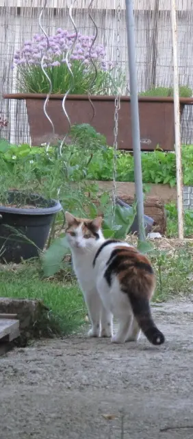 chatte lost    Poligny Truffe