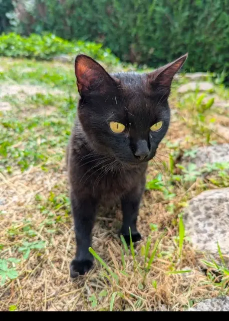 chatte lost   39000 Lons-le-Saunier Popie