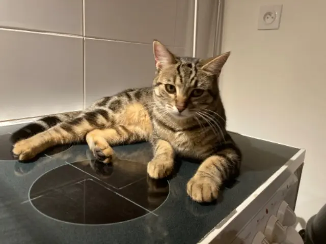 chatte lost   39000 Lons-le-Saunier Poé