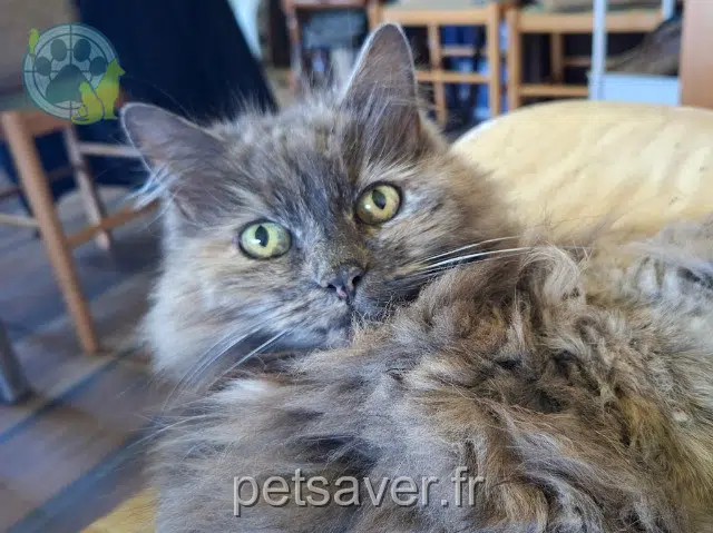Kasha