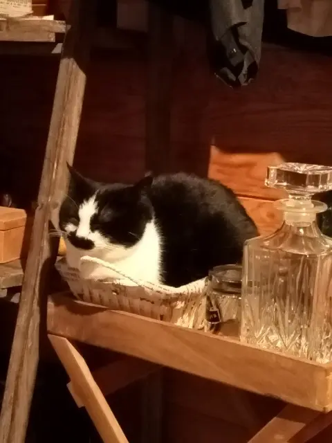 chatte lost   39270 La Tour-du-Meix Shanah