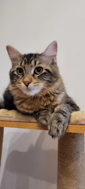 chatte lost   39570 Courlans SKADI