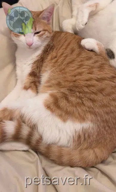 chatte lost   39100 Dole Star