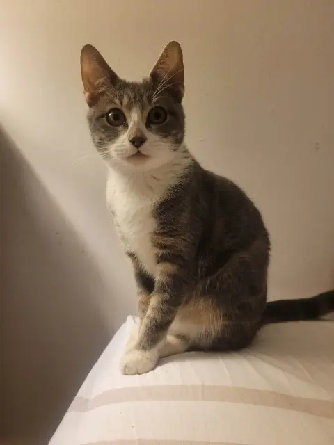 chatte lost   39330 Mouchard Tefiti
