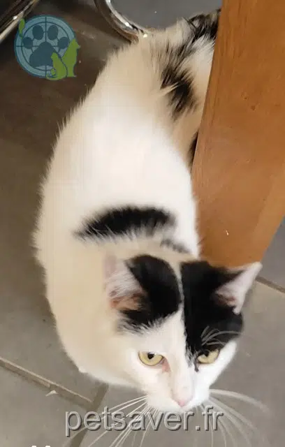 chatte lost 39700 La Barre Théodora