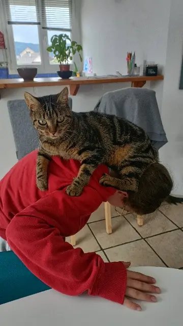chatte lost   39300 Champagnole Ulna