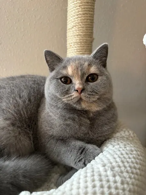 chatte lost   39570 Courlaoux Woody