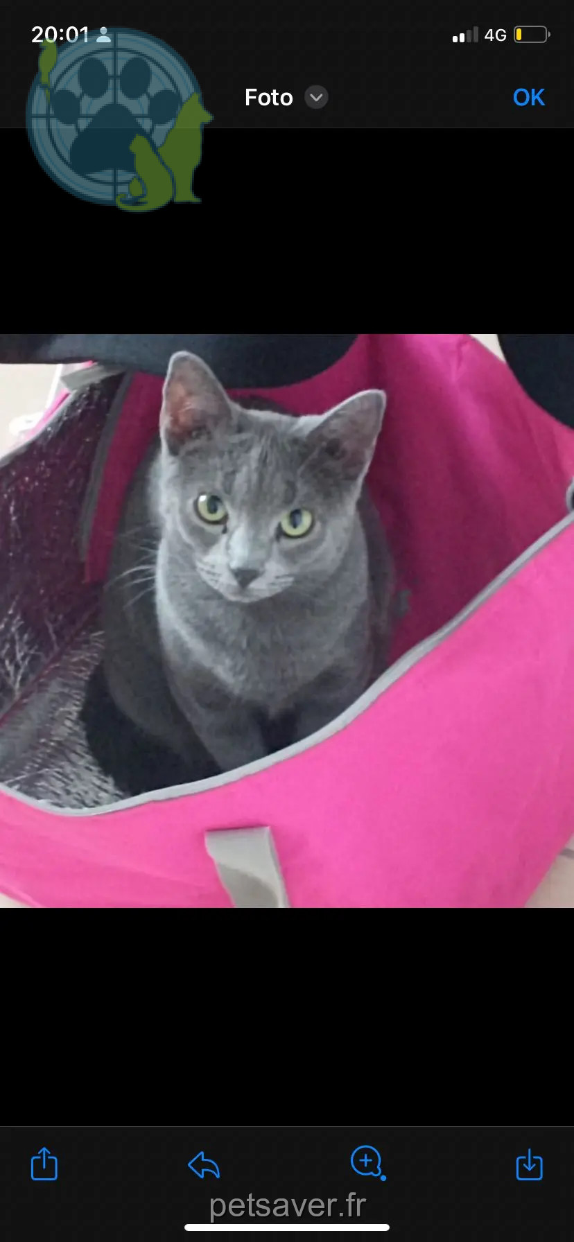 Chatte Perdue 40 Landes Chatte Perdue 40 Landes