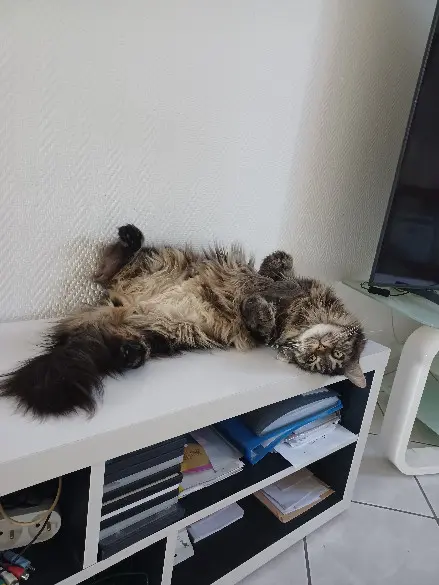 Chatte Perdue 40 Landes Chatte Perdue 40 Landes