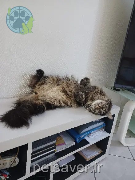 Chatte Perdue 40 Landes Chatte Perdue 40 Landes