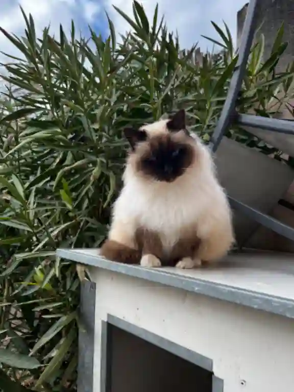 Chatte Perdue 40 Landes - Abby Chatte Perdue 40 Landes - Abby