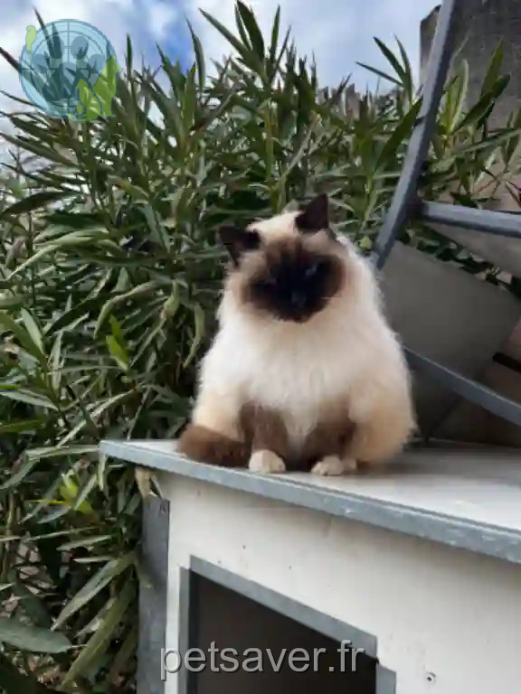 Chatte Perdue 40 Landes - Abby Chatte Perdue 40 Landes - Abby