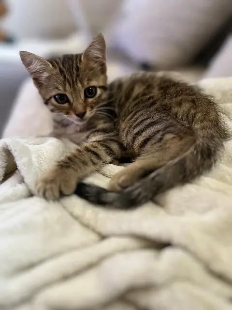 chatte lost   40000 Mont-de-Marsan Aby