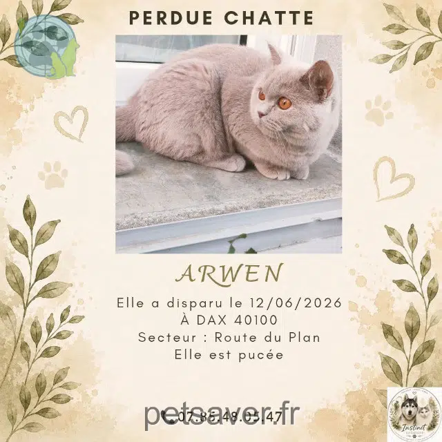 cat lost   40100 Dax Arwen