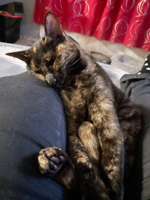 gata lost   40140 Azur Athena