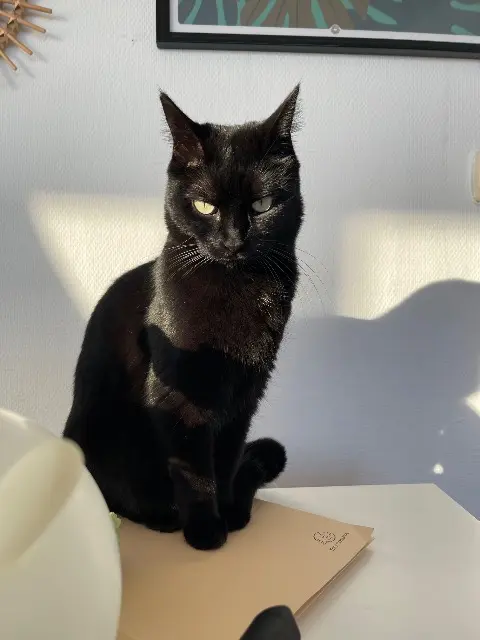 chatte lost   40400 Saint-Yaguen Bakara