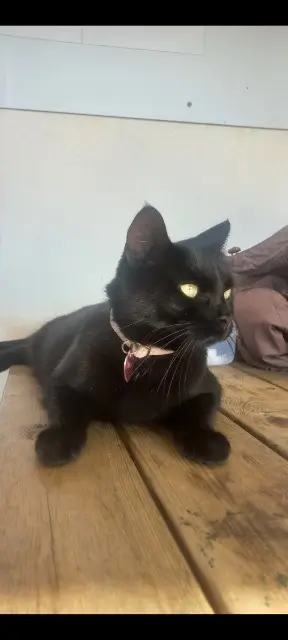 gata lost   40550 Léon Chichon