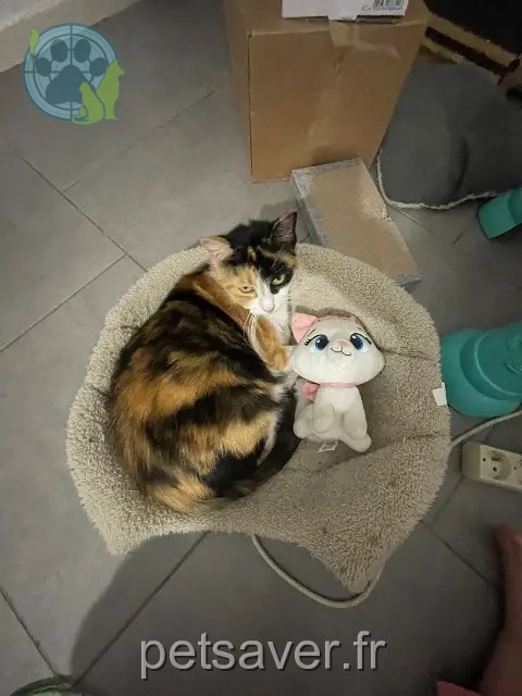 cat lost 40000 Mont-de-Marsan Chipie cat lost 40000 Mont-de-Marsan Chipie