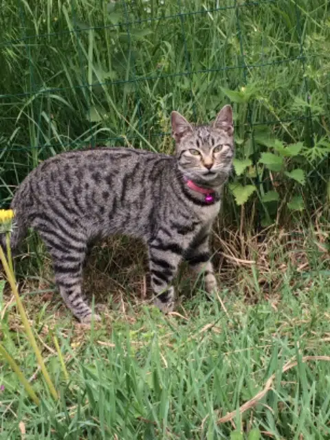Katze vermisst 40300 Cagnotte Chipie Katze lost 40300 Cagnotte Chipie
