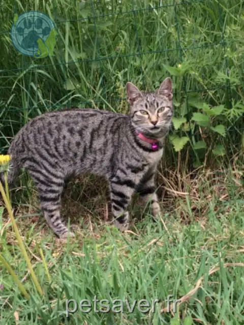 cat lost 40300 Cagnotte Chipie cat lost 40300 Cagnotte Chipie