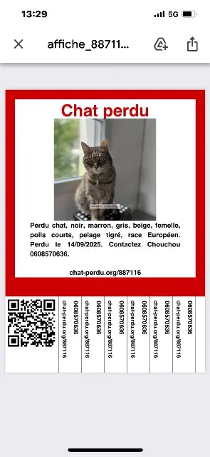 chatte lost   40600 Biscarrosse Chouchou