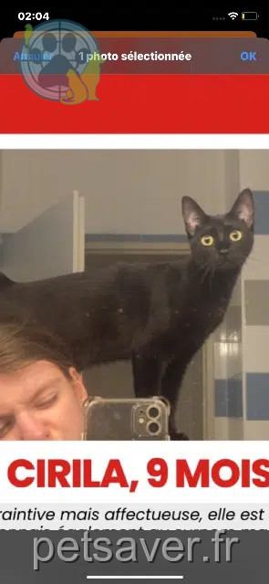 chatte lost   40000 Mont-de-Marsan Cirila