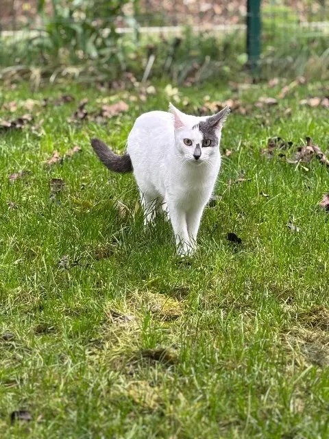 chatte lost   40000 Mont-de-Marsan Cleo