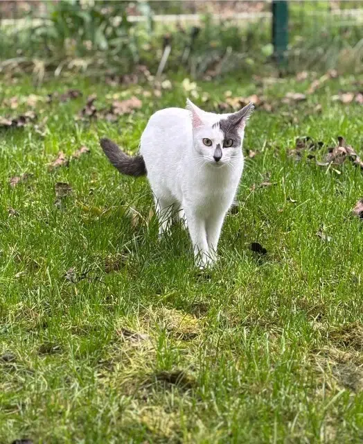 chatte lost   40000 Mont-de-Marsan Cleo