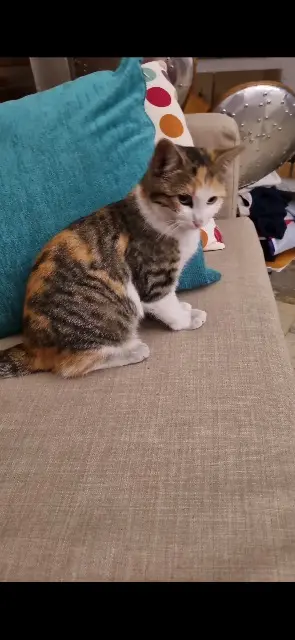 chatte lost   40140 Soustons Cookie