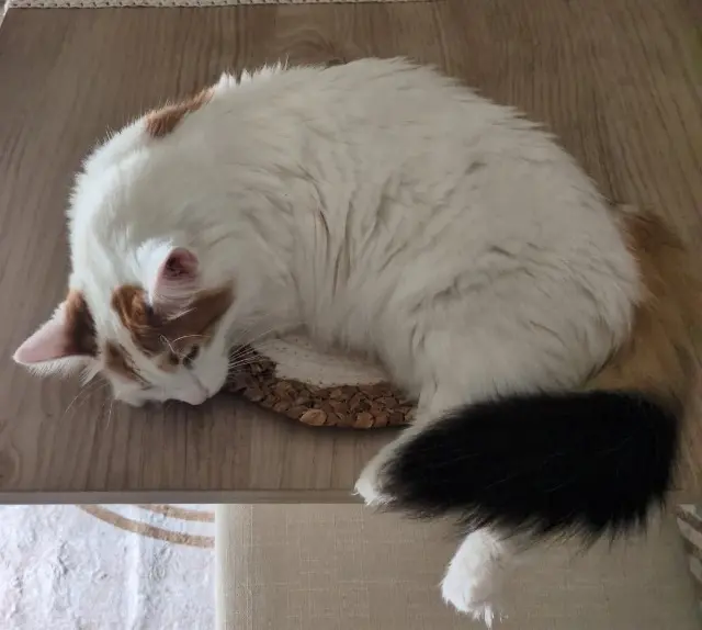 cat lost   40000 Mont-de-Marsan Daisy