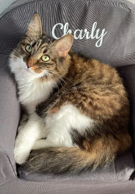 chatte lost   40210 Lüe Despe