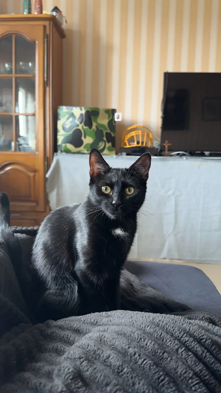 Chatte Perdue 40 Landes Chatte Perdue 40 Landes