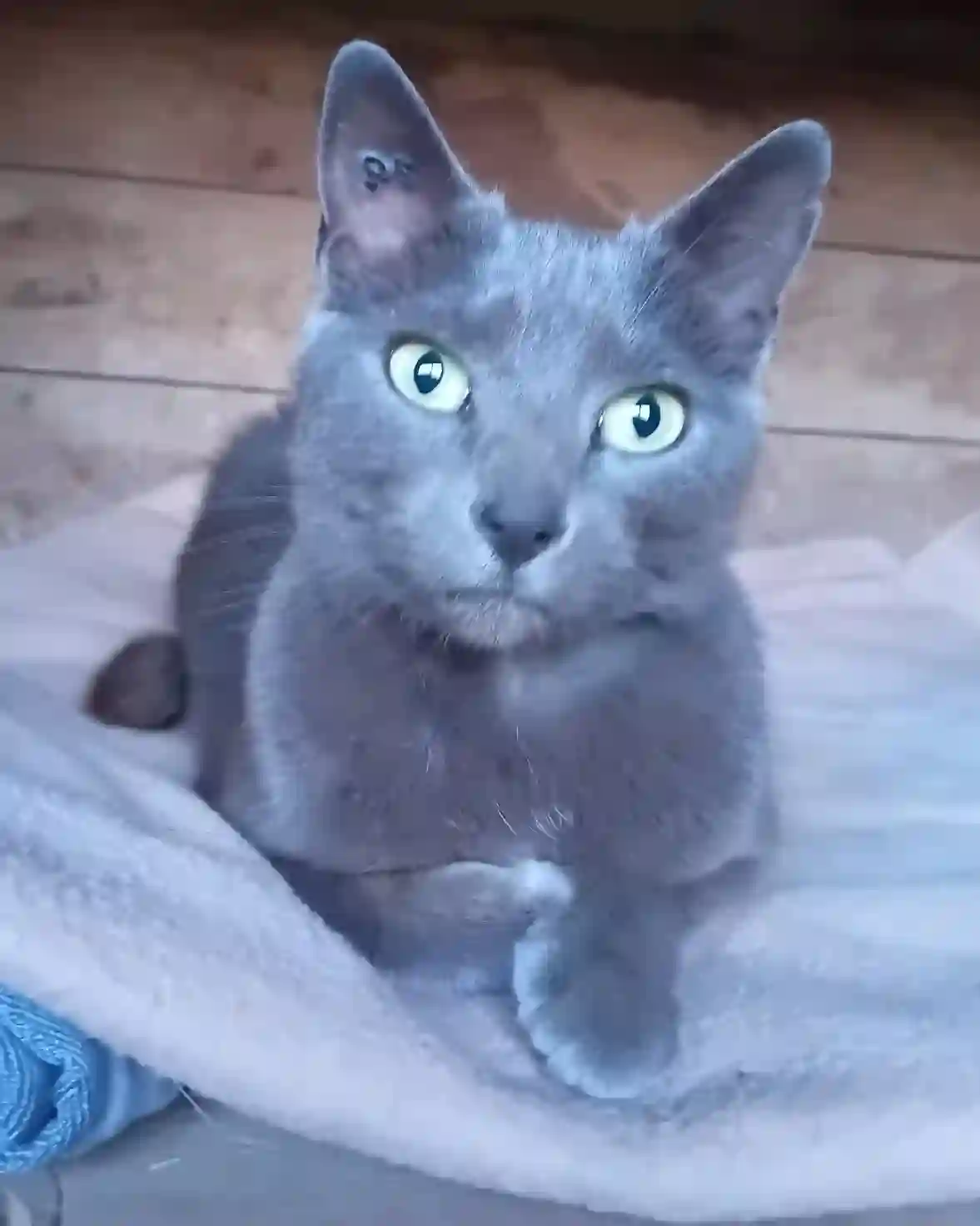Chatte Perdue 40 Landes Chatte Perdue 40 Landes