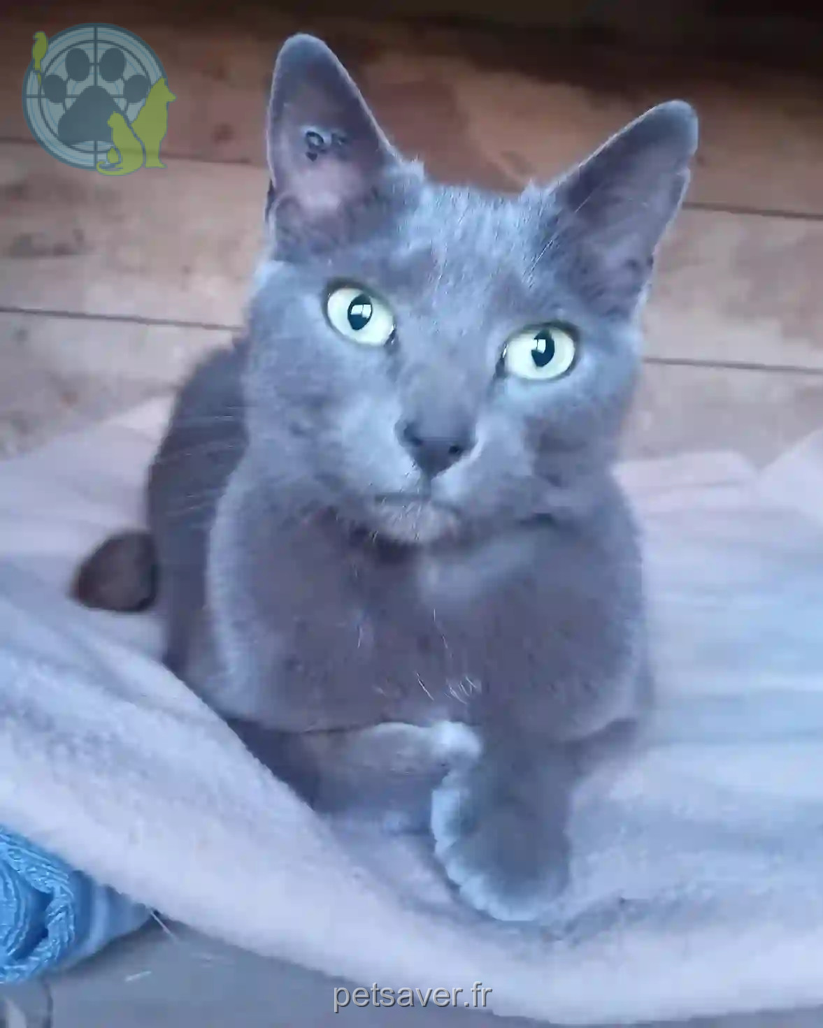 Chatte Perdue 40 Landes Chatte Perdue 40 Landes