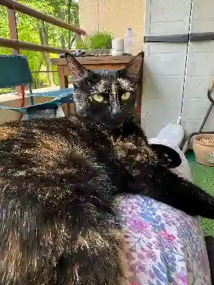 Chatte Perdue 40 Landes - Freyja Chatte Perdue 40 Landes - Freyja