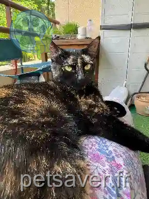 Chatte Perdue 40 Landes - Freyja Chatte Perdue 40 Landes - Freyja