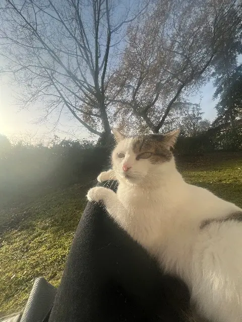 chatte lost   40260 Castets Gigi
