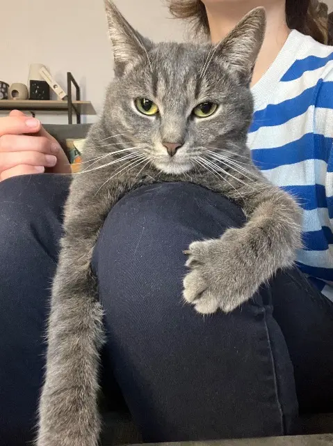 chatte lost   40120 Roquefort Happy