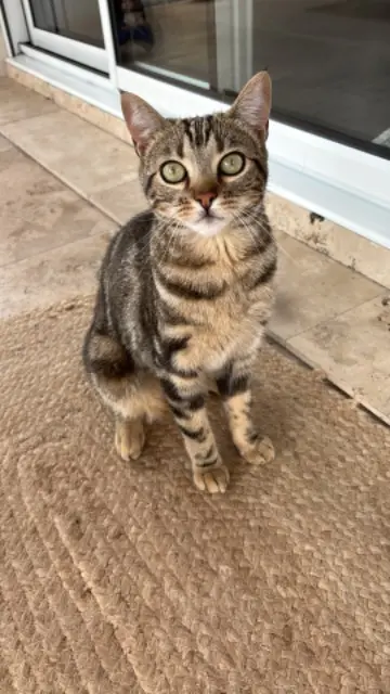chatte lost   40170 Lit-et-Mixe Hina