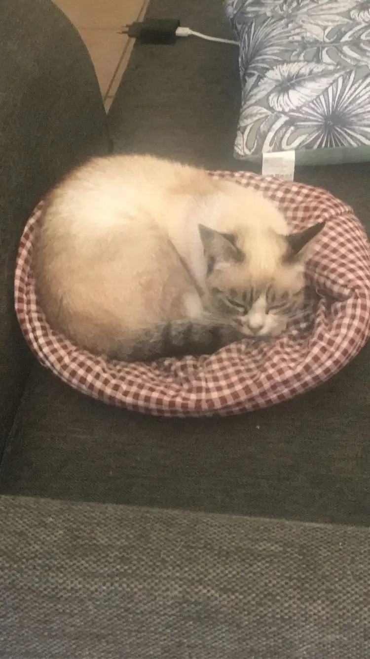 Chatte Perdue 40 Landes - Honey Chatte Perdue 40 Landes - Honey