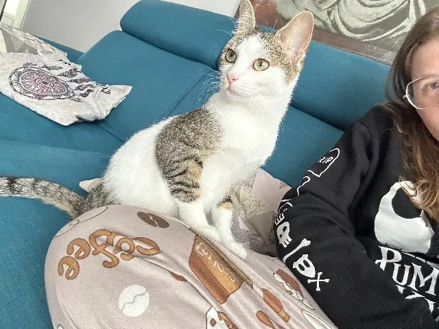 chatte lost   40990 Saint-Paul-lès-Dax Isis