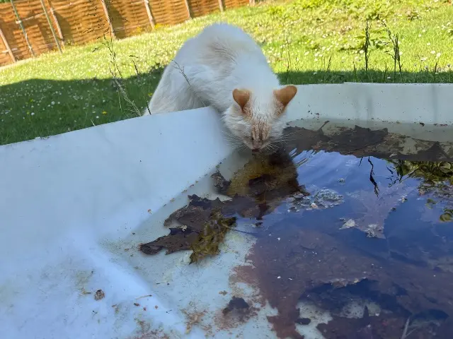 chatte lost   40120 Maillas Isis surnomme chouchoune