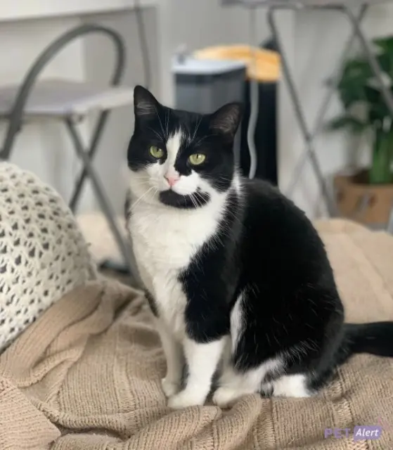 chatte lost   40320 Bats Ivy