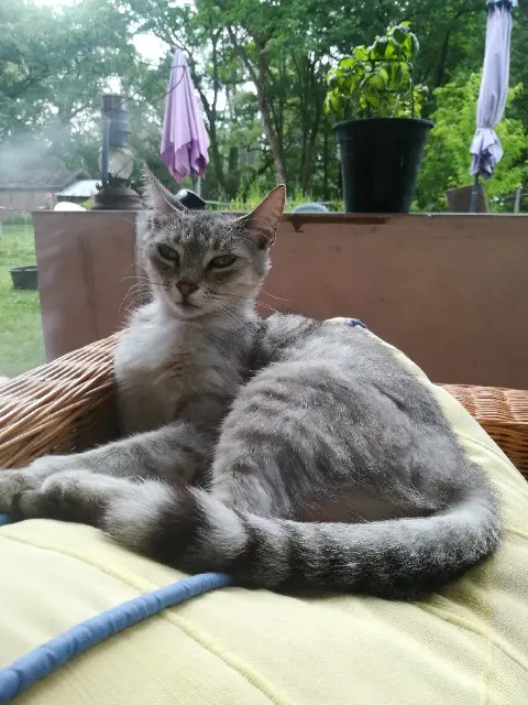 chatte lost   40120 Cachen Jade